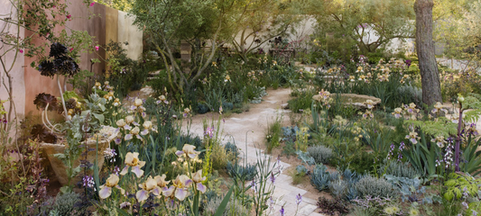 Iris in Landscape Design