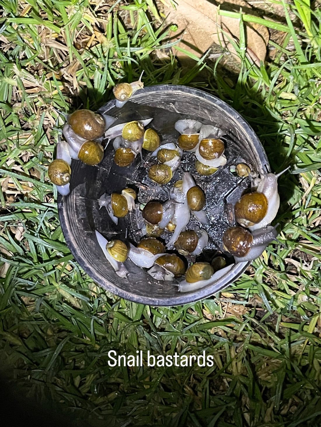 Iris Troubleshooting Guide