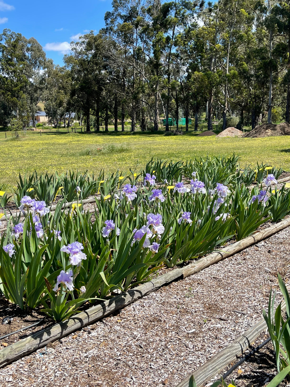 Fertilising Bearded Iris