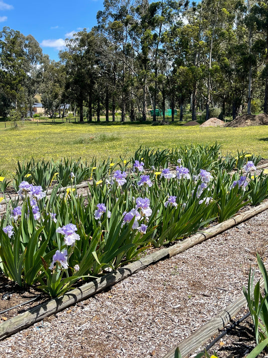 Fertilising Bearded Iris