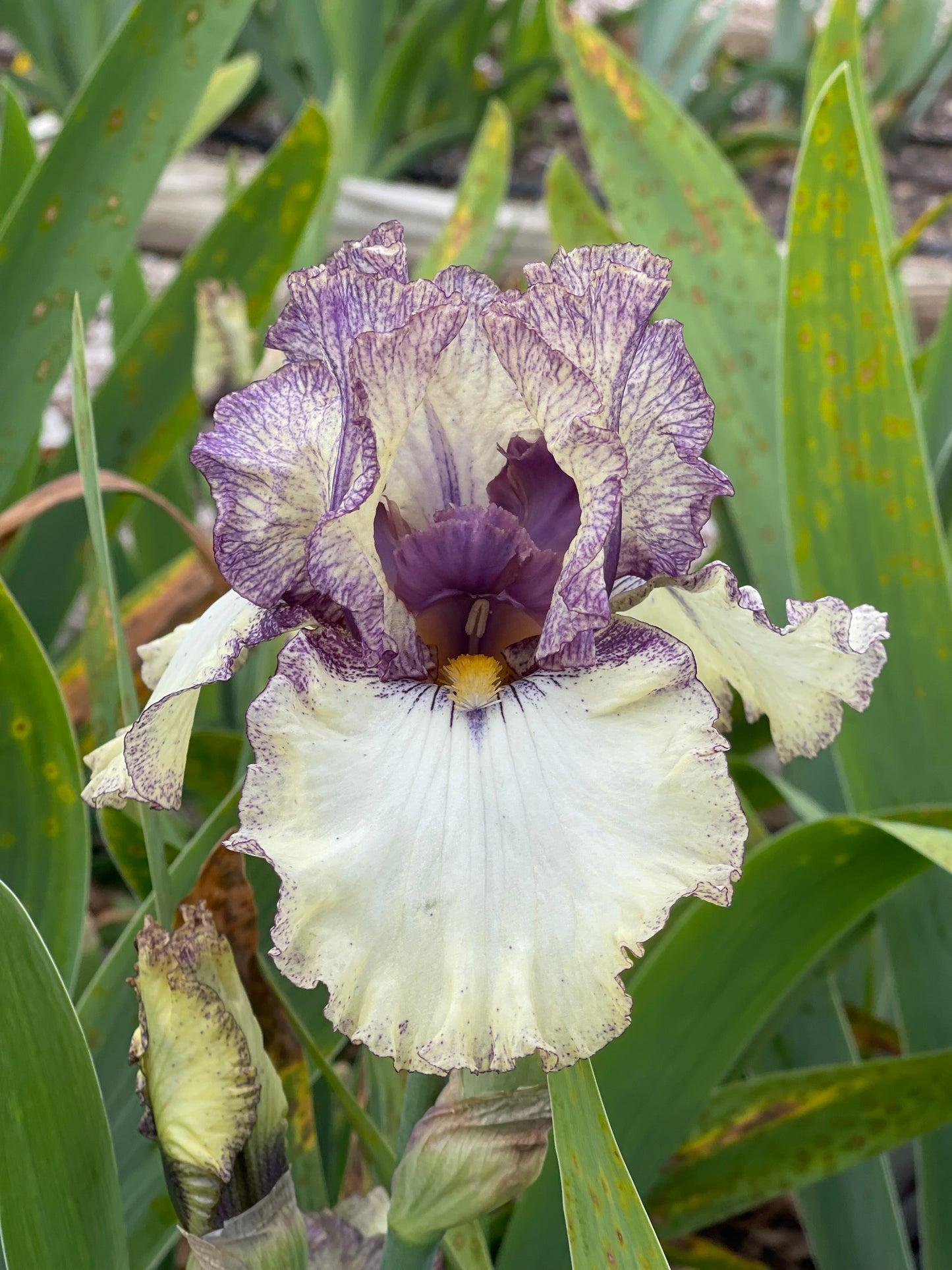 Progressive Attitude